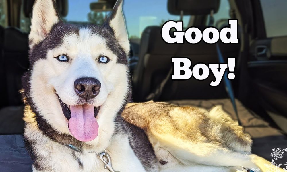 Huskies swim past Bearcats, 15