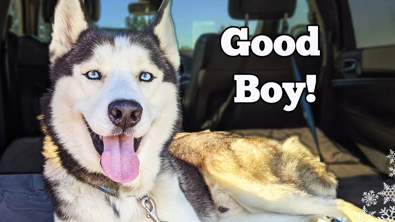 Huskies swim past Bearcats, 15