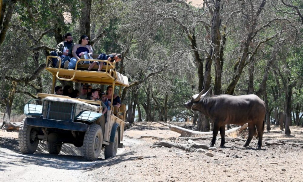 Rome's Braunschweig Blazes Path to SAL Player of the Week