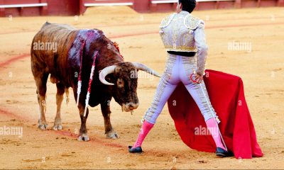 Toreros Finalize Non