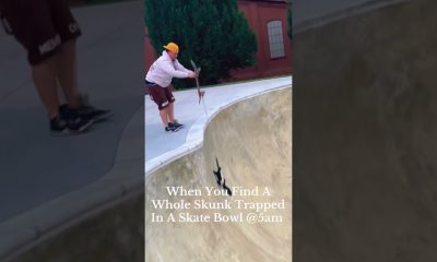Ungrateful Skunk Steals Skateboard After Being Saved From Skate Bowl