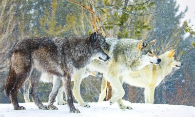 Wolf Pack Falls on the Road at Arizona State
