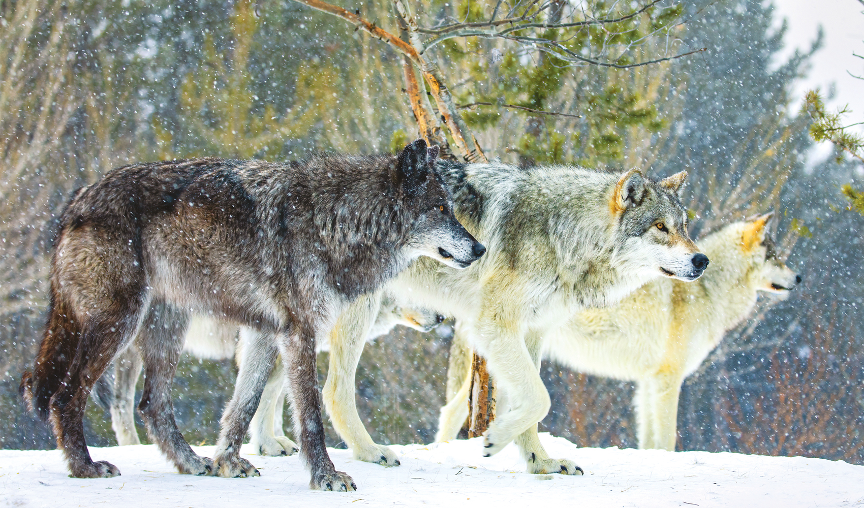 Wolf Pack Falls on the Road at Arizona State