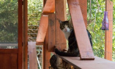 Cats Sweep Delaware, Capture K