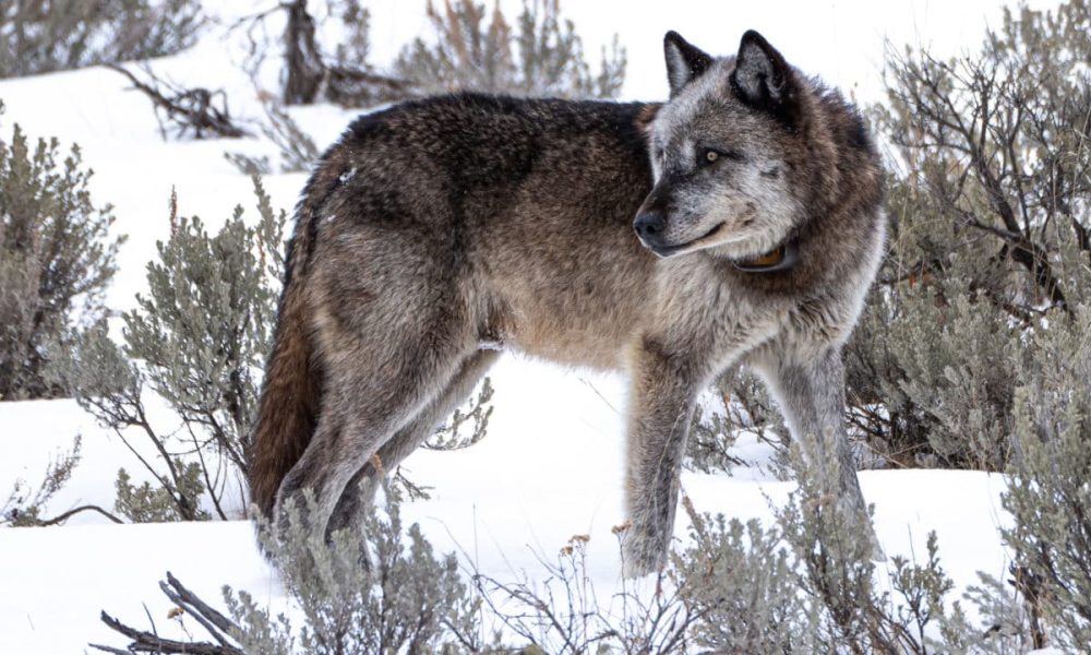 Wolf Pack All Access